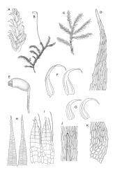 Image: R.C. Wagstaff © Landcare Research 2019 CC BY 3.0 NZ